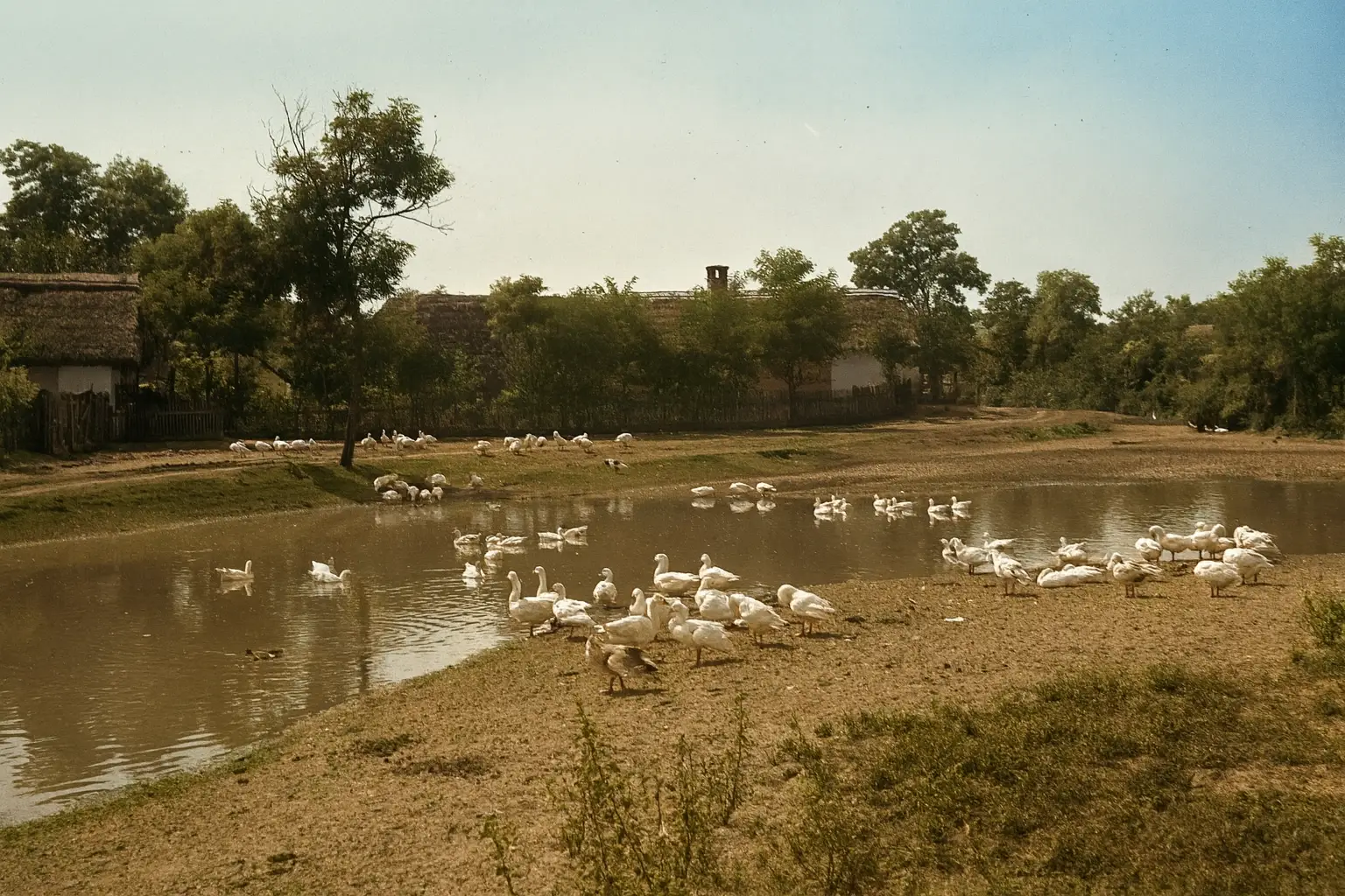 geese on a farm