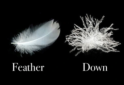 feather versus down