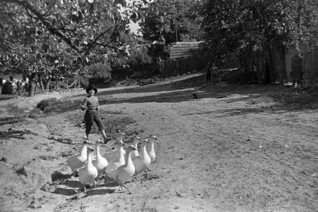 shepherd boy with geese in a village